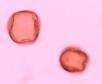 Ribes cynosbati image