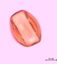 Media resource of Ribes cynosbati