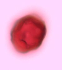 Polygonatum pubescens image