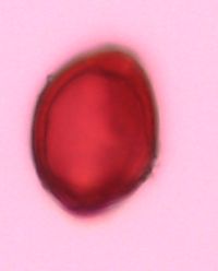 Polygonatum pubescens image