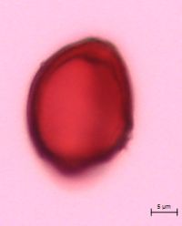 Polygonatum pubescens image