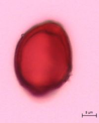 Polygonatum pubescens image