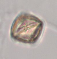 Leucophysalis grandiflora image