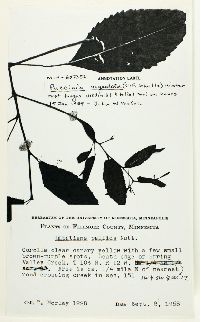 Impatiens pallida image