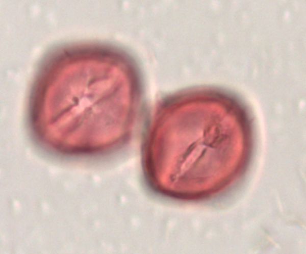 Rosa arkansana image