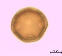 Dianthus armeria image