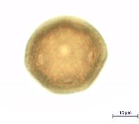 Dianthus armeria image