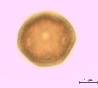 Dianthus armeria image