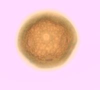 Dianthus armeria image