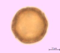 Dianthus armeria image
