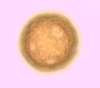 Dianthus armeria image