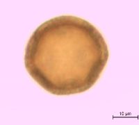 Dianthus armeria image