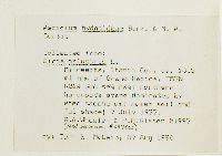 Aecidium hydnoideum image