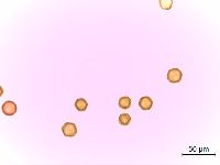 Gypsophila paniculata image