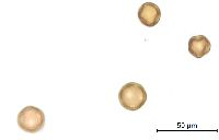 Gypsophila paniculata image