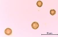 Gypsophila paniculata image