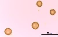 Gypsophila paniculata image