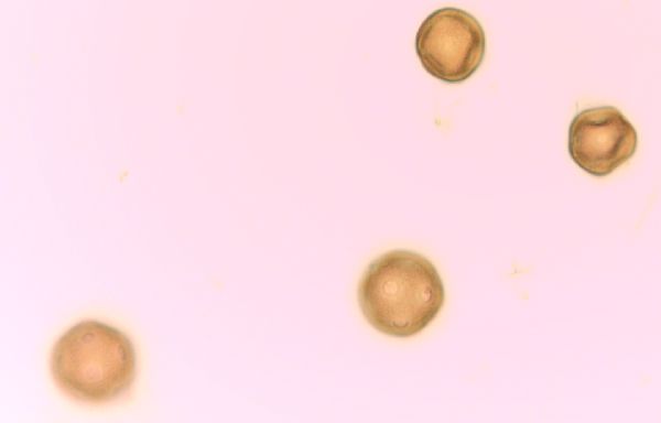 Gypsophila paniculata image