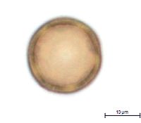 Gypsophila paniculata image