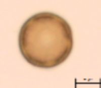 Gypsophila paniculata image