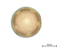 Gypsophila paniculata image