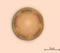 Gypsophila paniculata image