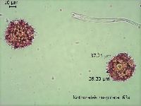 Nothocalais cuspidata image