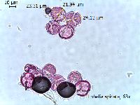 Lobelia spicata image