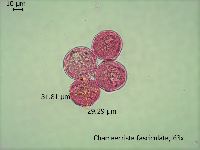 Chamaecrista fasciculata image