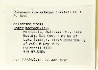 Eurybia macrophylla image