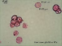 Anemone cylindrica image