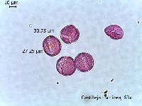 Castilleja coccinea image