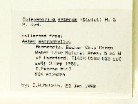 Eurybia macrophylla image