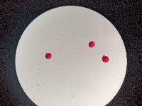 Campanula cervicaria image