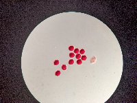 Campanula cervicaria image