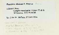 Crepis runcinata subsp. runcinata image