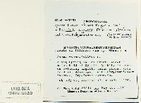 Puccinia argentata image