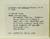 Eurybia macrophylla image