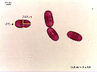 Pastinaca sativa image
