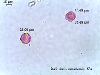 Pedicularis canadensis image