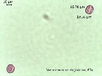 Veronicastrum virginicum image