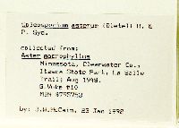 Eurybia macrophylla image