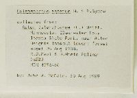 Symphyotrichum lateriflorum image