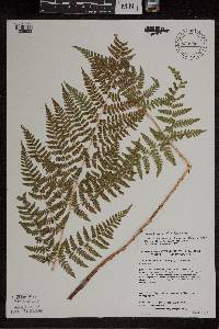 Dryopteris x triploidea image