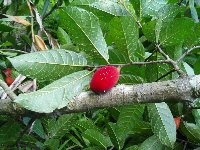 Media resource of Antiaris toxicaria