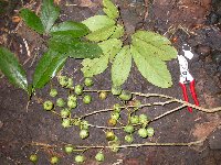 Ficus botryocarpa image
