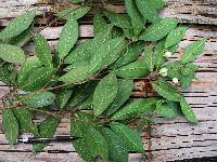 Media resource of Ficus adenosperma