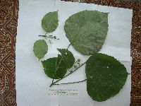 Macaranga bifoveata image