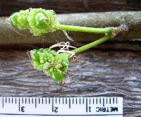 Trophis scandens image