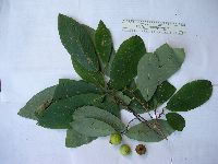 Bridelia macrocarpa image